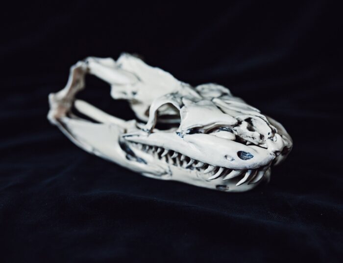 Python Snake Skull — 3D printable STL model