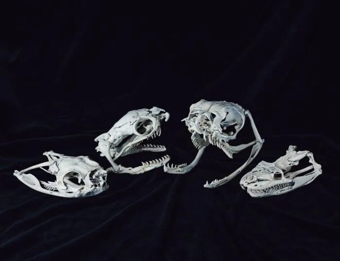 Realistic Snake Skull Collection — 3D printable STL model
