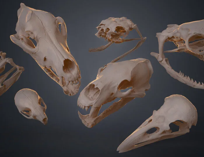 Realistic Skull Collection