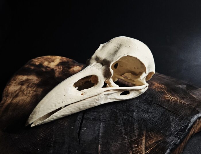 Rook Skull (Corvus Frugilegus) — 3D printable STL model