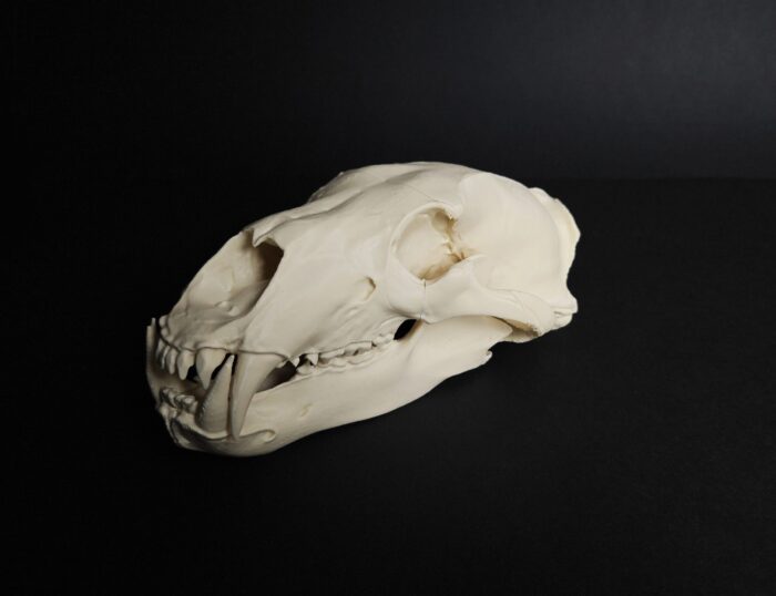 Polar Bear Skull (Ursus Maritimus) — 3D printable STL model