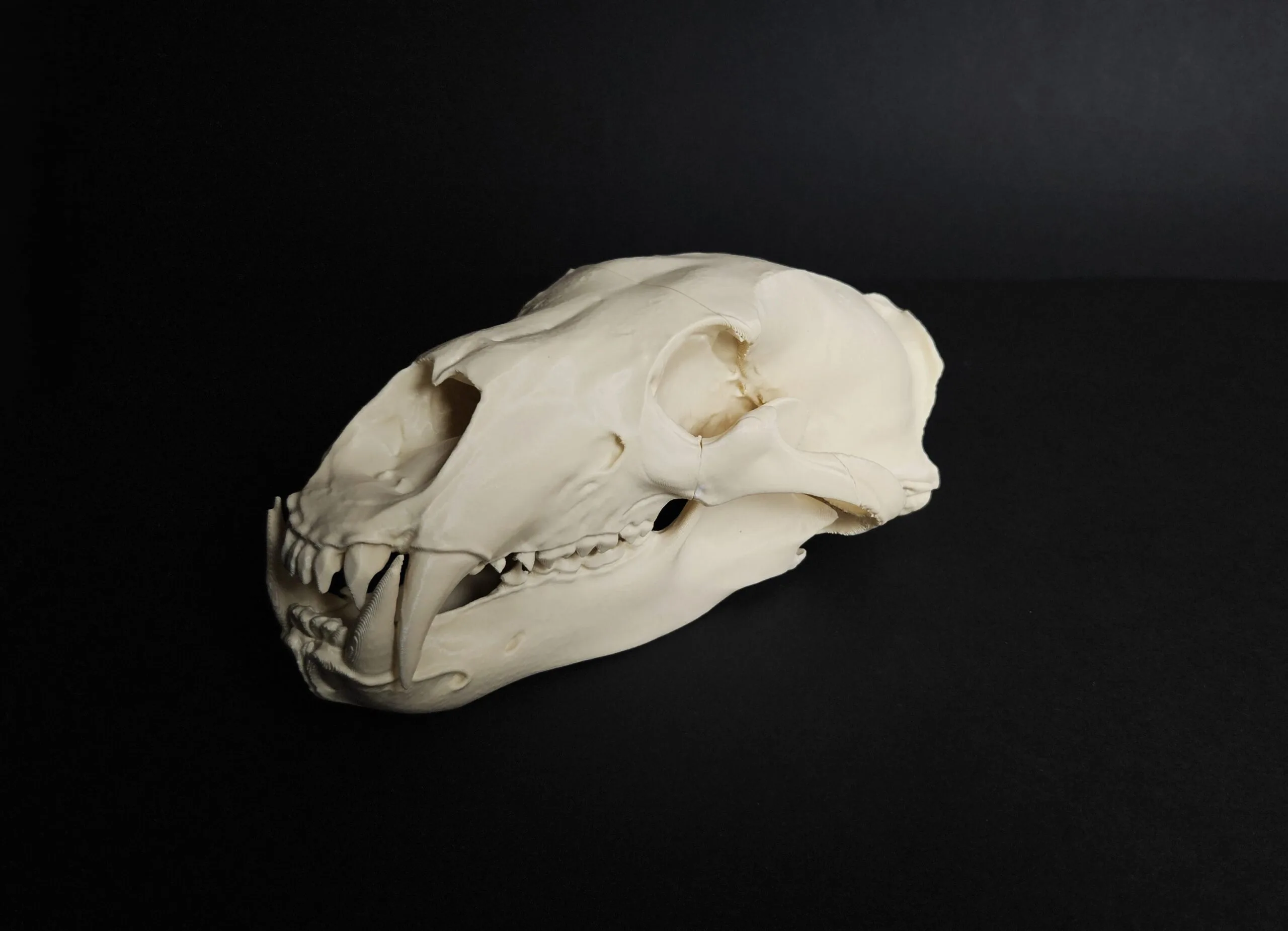 Polar Bear Skull (Ursus Maritimus) – 3Demon - 3D print models download