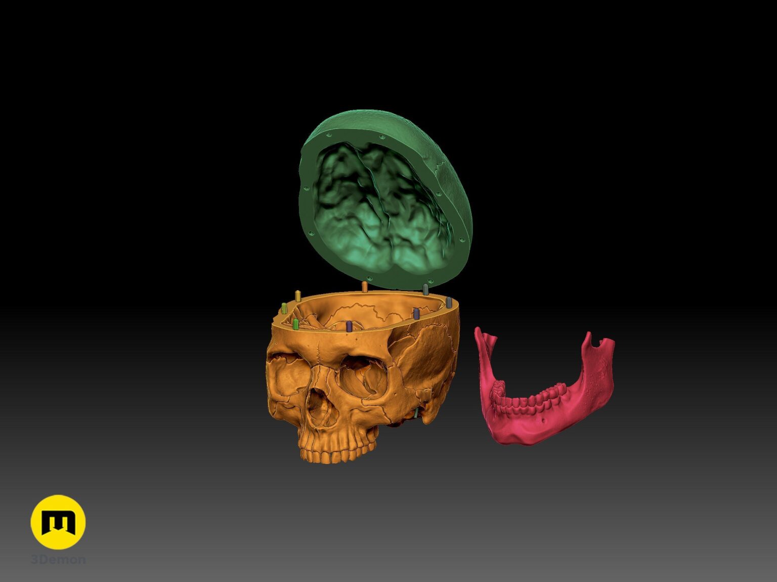 Color-coded exploded view showing separate 3D printable parts of the anatomically correct human skull STL.