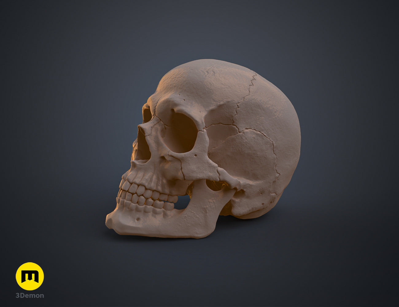 Side view clay render highlighting the realistic profile of a 3D printable anatomically correct human skull.