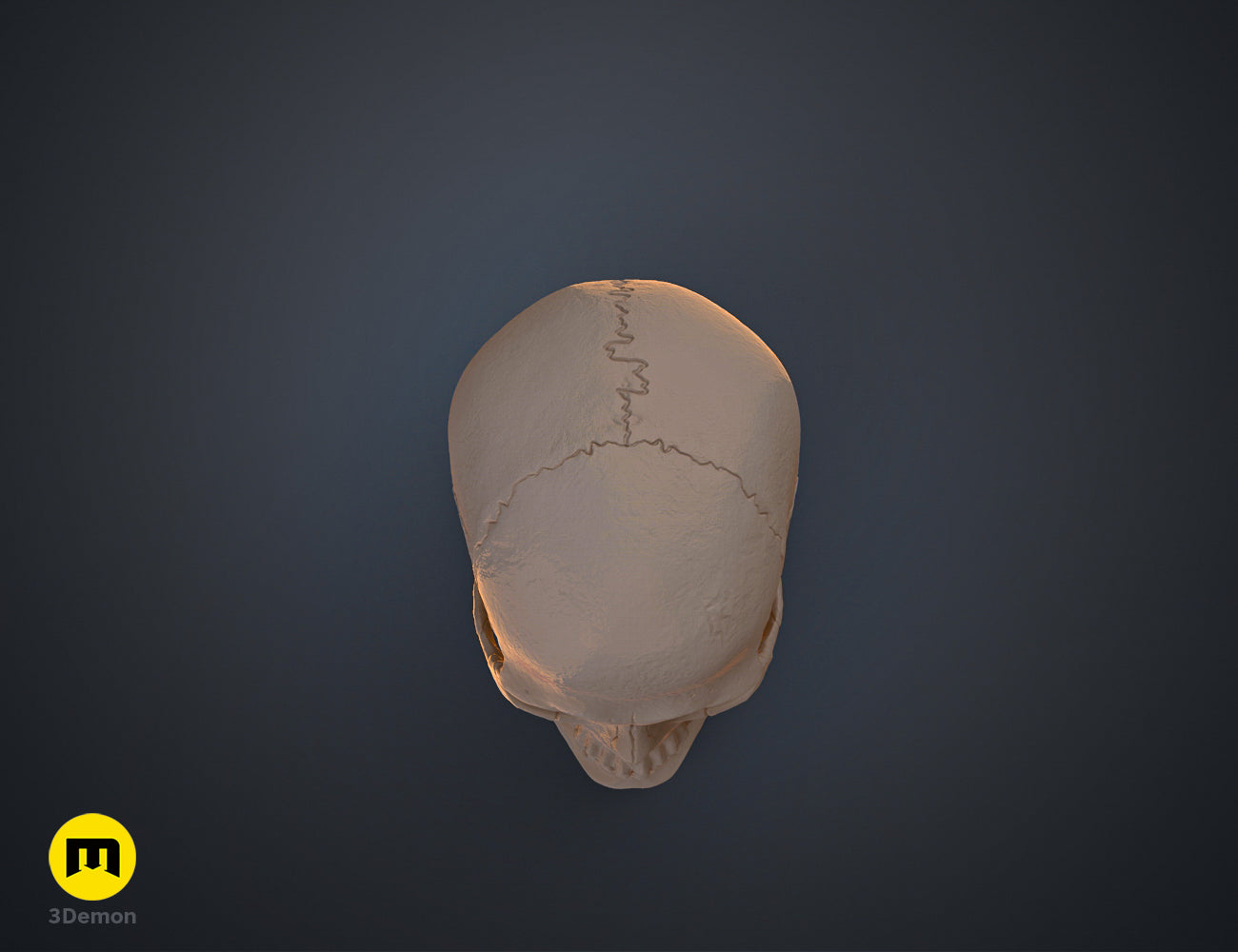 Top-down clay render of a human skull 3D model showing the detailed cranial sutures and bone structure.