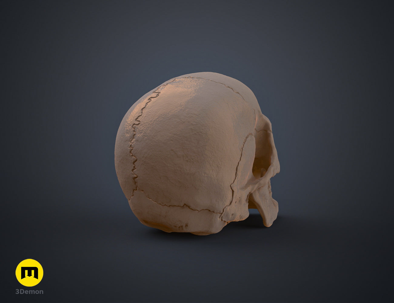 Rear view clay render of an anatomically correct human skull 3D model for scientific and artistic use.