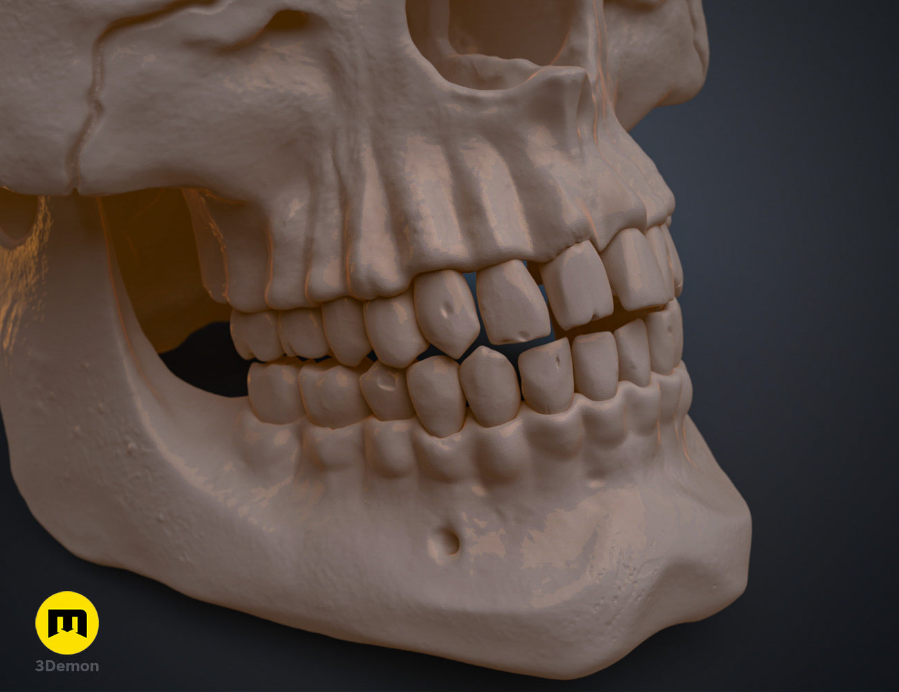 Close-up clay render focusing on the realistic teeth and jaw of a 3D printable human skull model.