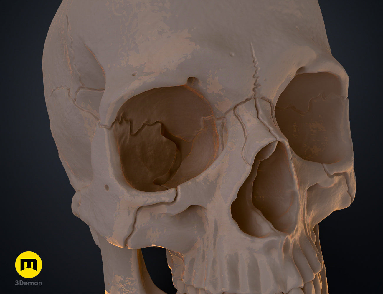 Detailed close-up view of the eye socket and nasal cavity on an anatomically correct human skull STL.