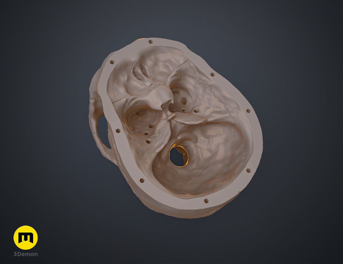 Internal view of the skull base showing anatomically correct details in this 3D printable human skull model.
