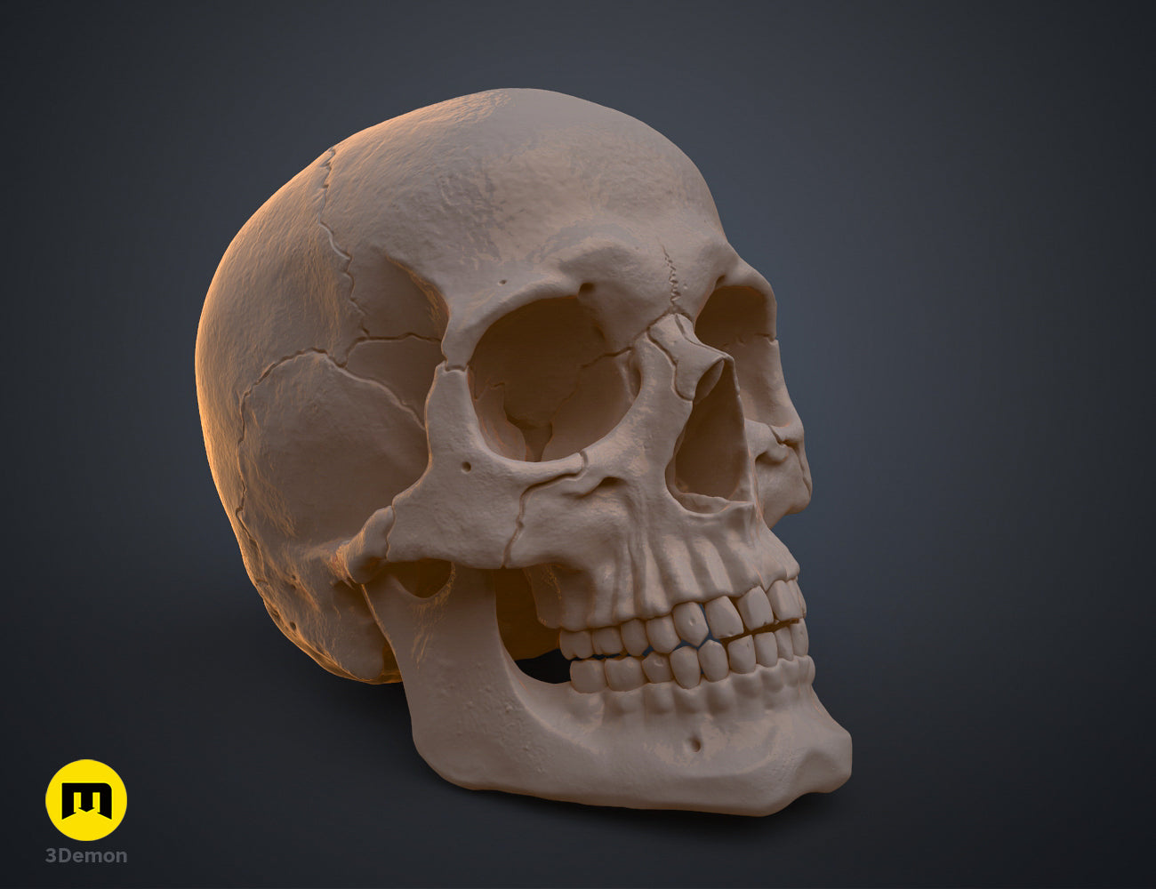 Three-quarter profile clay render of a high-resolution anatomically correct human skull 3D model.