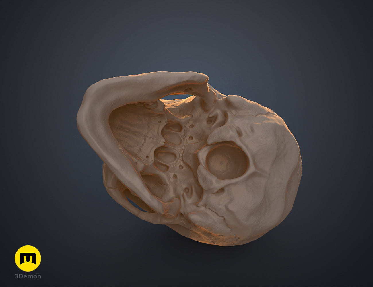 Bottom view clay render of the human skull 3D model showing the palate and cranial base details.