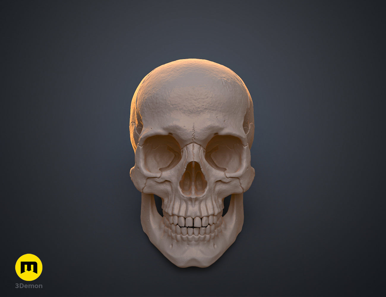 Frontal view clay render of a scientifically accurate and anatomically correct human skull 3D model.