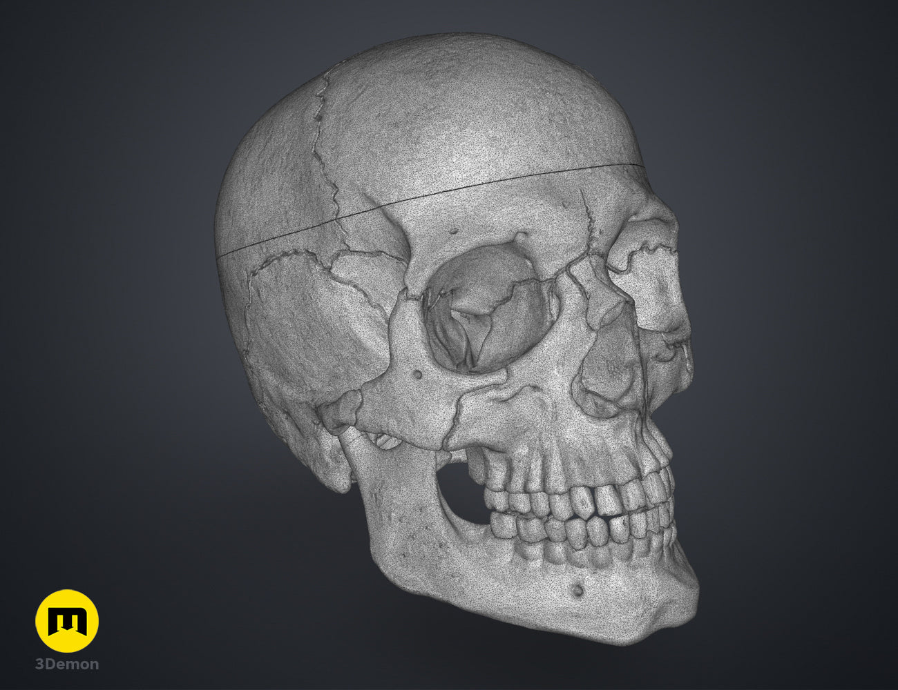 High-detail wireframe mesh render showing the complex geometry of an anatomically correct human skull STL.