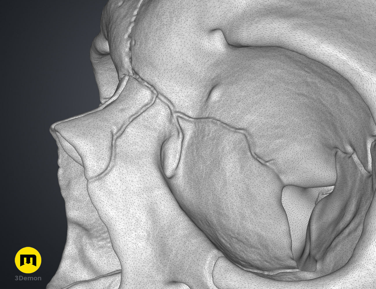 Close-up wireframe mesh visualization of the intricate polygonal surface on a human skull 3D model.