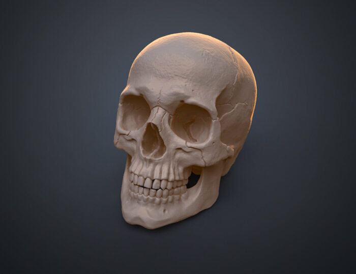 Anatomically Correct Human Skull (Homo Sapiens Sapiens) — 3D printable STL model