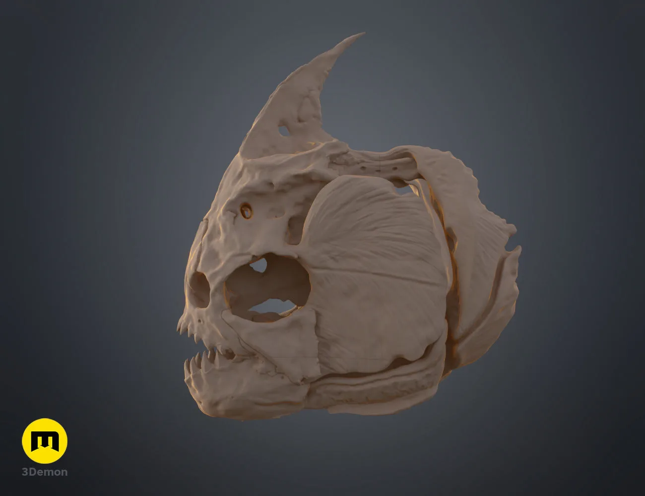 3D render of Piranha Skull (Pygocentrus Nattereri) STL, three-quarter view