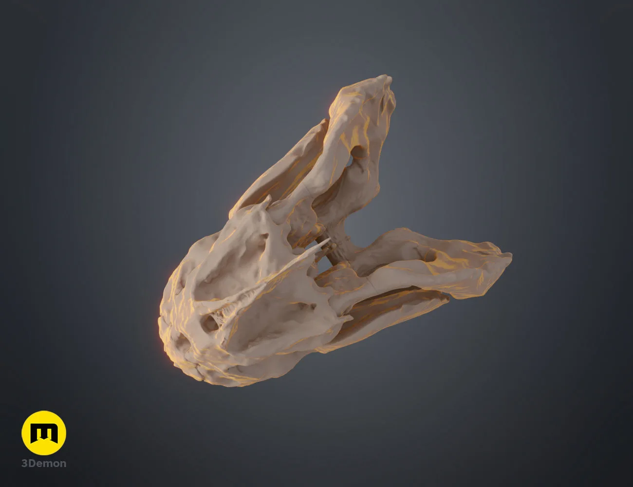 3D render of Piranha Skull (Pygocentrus Nattereri) STL, rear view
