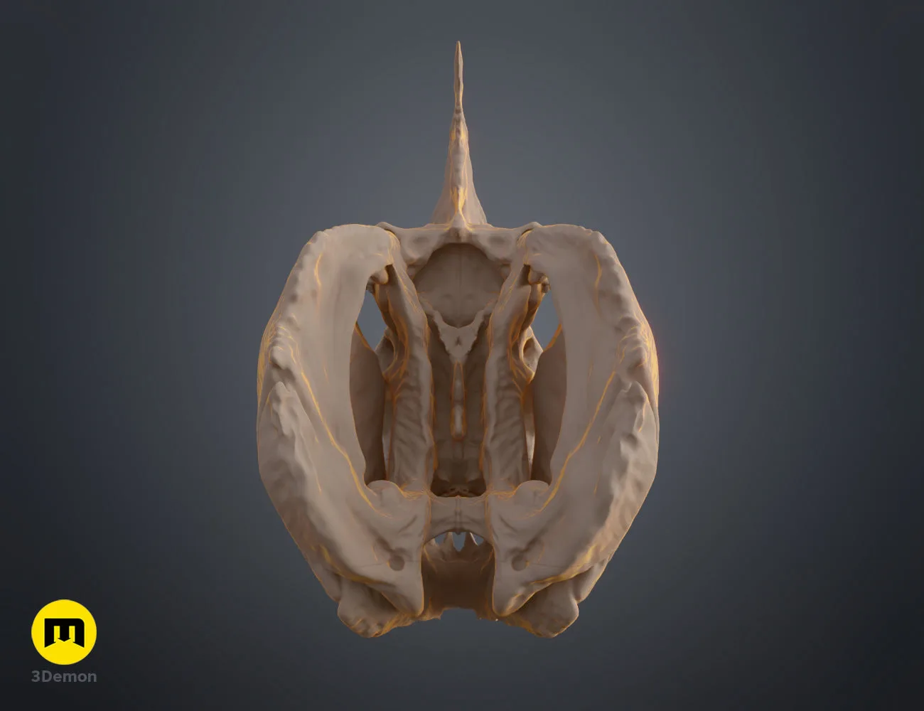 3D render of Piranha Skull (Pygocentrus Nattereri) STL, top view