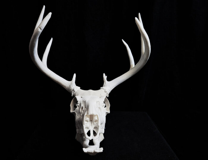 White-Tailed Deer Skull (Odocoileus Virginianus) — 3D printable STL model